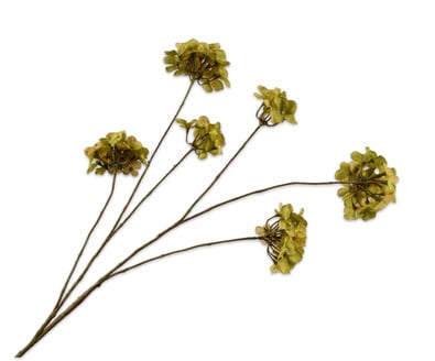 Zijdetak ”Hortensia Groen”