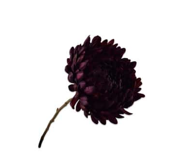 Zijdetak ”Chrysant Bordeau”